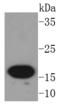 Anterior Gradient 2, Protein Disulphide Isomerase Family Member antibody, A02922, Boster Biological Technology, Western Blot image 