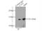 CCCTC-Binding Factor antibody, 10915-1-AP, Proteintech Group, Immunoprecipitation image 