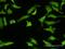 Zinc Finger Protein 287 antibody, MA5-22351, Invitrogen Antibodies, Immunofluorescence image 