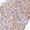 Diacylglycerol Kinase Eta antibody, HPA039533, Atlas Antibodies, Immunohistochemistry paraffin image 