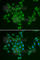Adenosine Monophosphate Deaminase 3 antibody, A6354, ABclonal Technology, Immunofluorescence image 