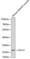 CD151 Molecule (Raph Blood Group) antibody, 18-393, ProSci, Western Blot image 