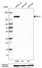 Anillin Actin Binding Protein antibody, HPA050556, Atlas Antibodies, Western Blot image 