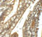 Salt Inducible Kinase 1 antibody, 6299, ProSci, Immunohistochemistry paraffin image 