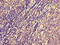 Natural Cytotoxicity Triggering Receptor 1 antibody, LS-C672461, Lifespan Biosciences, Immunohistochemistry paraffin image 