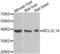 BCL2 Like 14 antibody, LS-C335680, Lifespan Biosciences, Western Blot image 