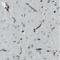 Von Willebrand Factor antibody, NBP2-34474, Novus Biologicals, Immunohistochemistry frozen image 