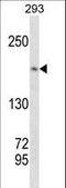 DNA Topoisomerase II Alpha antibody, LS-C157242, Lifespan Biosciences, Western Blot image 