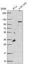 Tolloid Like 1 antibody, HPA060767, Atlas Antibodies, Western Blot image 