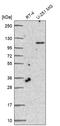 Tolloid-like protein 1 antibody, HPA060767, Atlas Antibodies, Western Blot image 