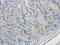 Filaggrin antibody, orb101353, Biorbyt, Immunohistochemistry paraffin image 