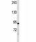 Doublecortin Like Kinase 1 antibody, F44334-0.4ML, NSJ Bioreagents, Western Blot image 