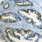 Zinc Finger E-Box Binding Homeobox 2 antibody, LS-C354142, Lifespan Biosciences, Immunohistochemistry frozen image 