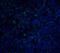Programmed Cell Death 1 antibody, PM-5177, ProSci, Immunofluorescence image 