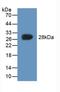 Cytoglobin antibody, LS-C372963, Lifespan Biosciences, Western Blot image 