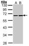 PHD finger protein 1 antibody, NBP1-32120, Novus Biologicals, Western Blot image 