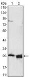 Apolipoprotein A1 antibody, GTX83043, GeneTex, Western Blot image 
