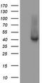 Tubulin Folding Cofactor C antibody, TA504735BM, Origene, Western Blot image 