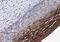 Acyl-CoA Oxidase 3, Pristanoyl antibody, NBP1-85900, Novus Biologicals, Immunohistochemistry paraffin image 