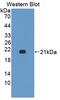 Solute Carrier Family 1 Member 6 antibody, abx131588, Abbexa, Western Blot image 