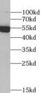 Thioredoxin Reductase 2 antibody, FNab09134, FineTest, Western Blot image 