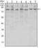 CCCTC-Binding Factor antibody, STJ97975, St John