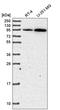 ADAM Metallopeptidase Domain 17 antibody, HPA051575, Atlas Antibodies, Western Blot image 