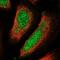 Ubiquilin 4 antibody, NBP2-49346, Novus Biologicals, Immunofluorescence image 