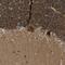 Protein NDRG3 antibody, NBP1-86054, Novus Biologicals, Immunohistochemistry frozen image 