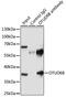 OTU Domain Containing 6B antibody, 15-578, ProSci, Immunoprecipitation image 