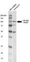Heat Shock Protein 90 Beta Family Member 1 antibody, orb67500, Biorbyt, Western Blot image 