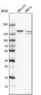 DExH-Box Helicase 9 antibody, PA5-55754, Invitrogen Antibodies, Western Blot image 