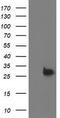 Deoxythymidylate Kinase antibody, TA503496S, Origene, Western Blot image 