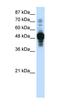 Zinc Finger Protein 296 antibody, orb324381, Biorbyt, Western Blot image 
