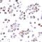 KI-67 antibody, A700-021, Bethyl Labs, Immunocytochemistry image 