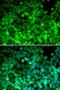 Telomeric repeat-binding factor 1 antibody, LS-C346079, Lifespan Biosciences, Immunofluorescence image 