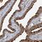 TRAF3 Interacting Protein 1 antibody, NBP1-84195, Novus Biologicals, Immunohistochemistry frozen image 