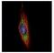 Cilia And Flagella Associated Protein 52 antibody, NBP2-20889, Novus Biologicals, Immunocytochemistry image 