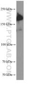 Spalt Like Transcription Factor 4 antibody, 66236-1-Ig, Proteintech Group, Western Blot image 