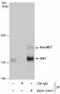 MET antibody, NBP2-43641, Novus Biologicals, Immunoprecipitation image 