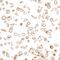 PCNA antibody, A700-097, Bethyl Labs, Immunocytochemistry image 