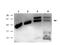 RAB27B, Member RAS Oncogene Family antibody, PA5-70223, Invitrogen Antibodies, Western Blot image 