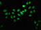 Integrator Complex Subunit 10 antibody, LS-C673900, Lifespan Biosciences, Immunofluorescence image 