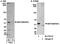 Serine/threonine-protein kinase MST4 antibody, A300-566A, Bethyl Labs, Western Blot image 