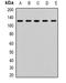 Prominin 1 antibody, orb339105, Biorbyt, Western Blot image 