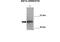 Arrestin Beta 2 antibody, 30-345, ProSci, Immunohistochemistry paraffin image 