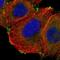 GIT ArfGAP 1 antibody, NBP1-86144, Novus Biologicals, Immunofluorescence image 