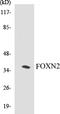 Forkhead Box N2 antibody, EKC1222, Boster Biological Technology, Western Blot image 