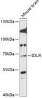 Iduronidase Alpha-L- antibody, 15-198, ProSci, Western Blot image 