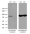Mitogen-Activated Protein Kinase Kinase Kinase 7 antibody, LS-C795052, Lifespan Biosciences, Western Blot image 